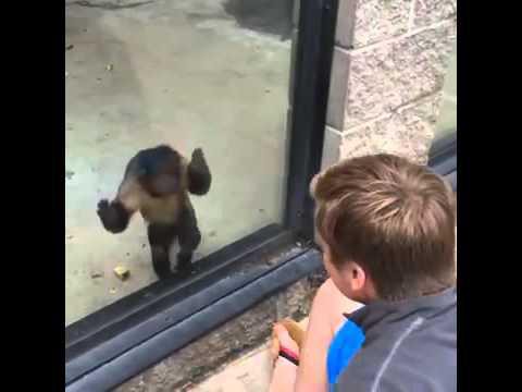 Обезьянка требует внимания 