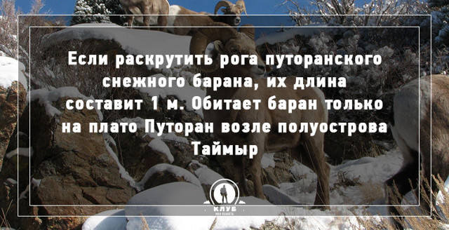 10 невероятных фактов о животных и птицах
