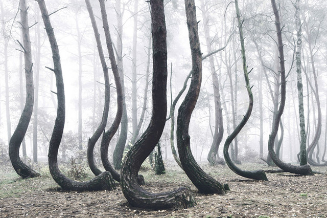 Кривой лес: В Польше есть таинственная роща, где растут 400 странно изогнутых сосен