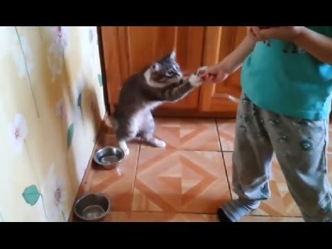 Смешной котейка
