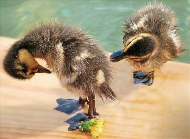 Море позитива от братьев наших меньших
