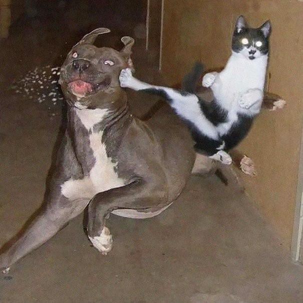 Когда твой кот - ниндзя