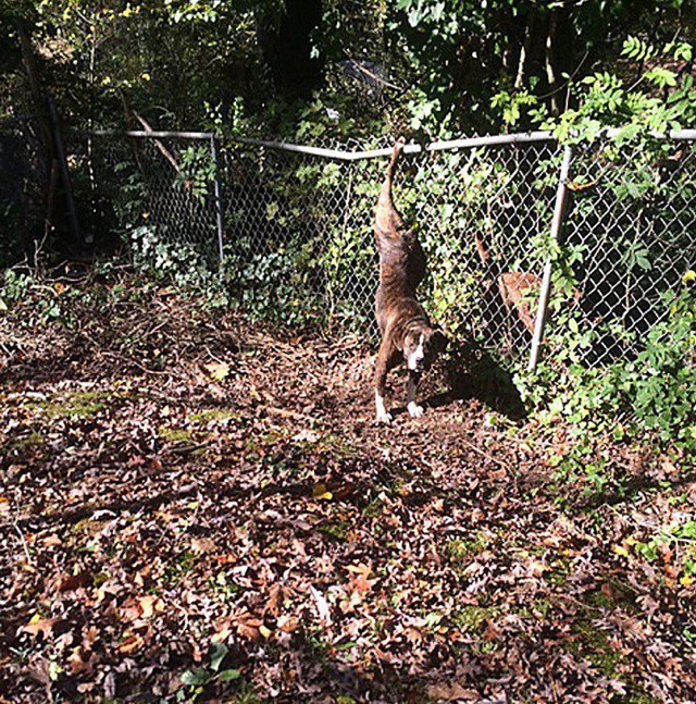 Собака оставалась в течение двух дней со своей подругой, попавшей в беду