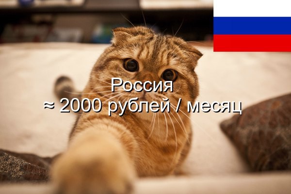Во сколько обходится содержание кота в месяц в разных странах мира