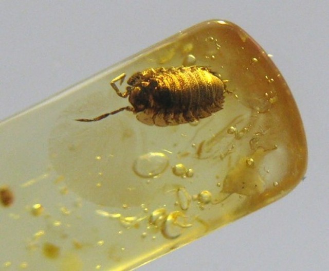 "Слёзы моря"