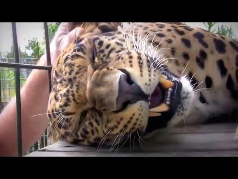 Как мурлычет леопард