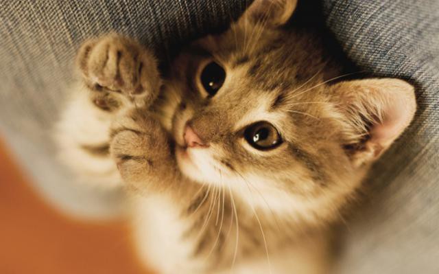  6 занимательных фактов о котиках