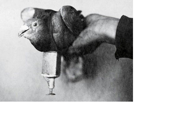 Голубь-подрывник и собака-диверсант – неизвестные герои Великой Отечественной войны