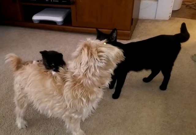 Кот-зацепер