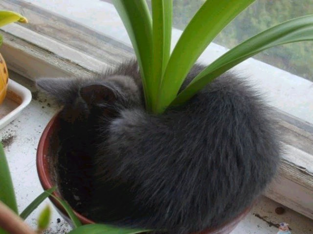 Позитивные коты