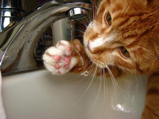 Неправильные коты