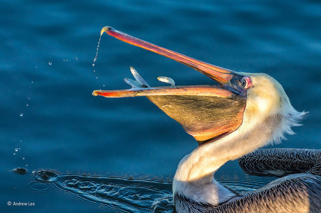 Народный фотограф дикой природы 2015