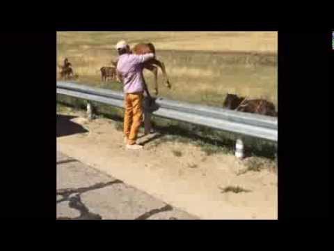 Помогли жеребёнку на трассе 