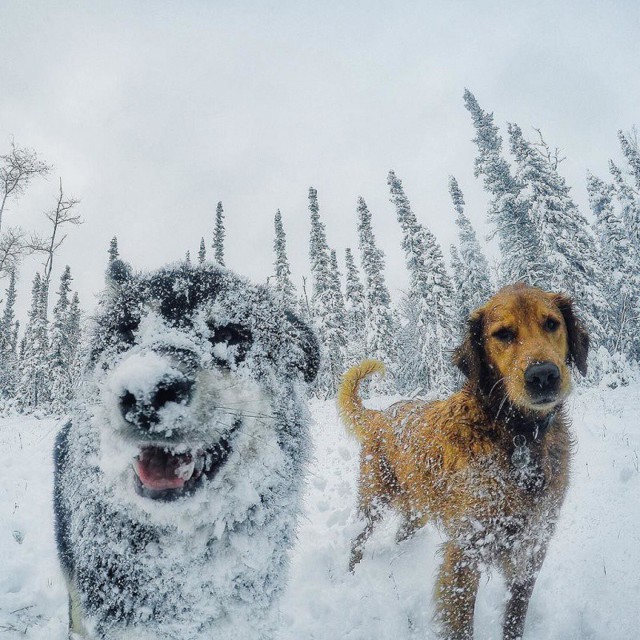 Стоматолог из Аляски и его собаки покорили интернет
