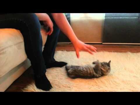 Злой котенок