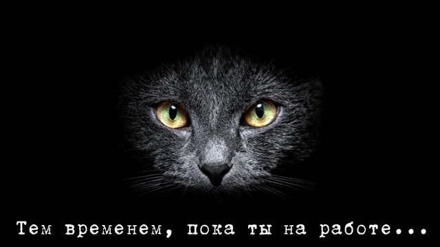 Тем временем, пока ты на работе...