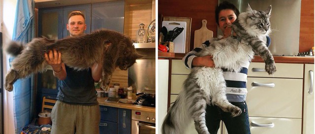 75 кошек породы мейн-кун, которые убедят вас, что ваша кошка совсем маленькая
