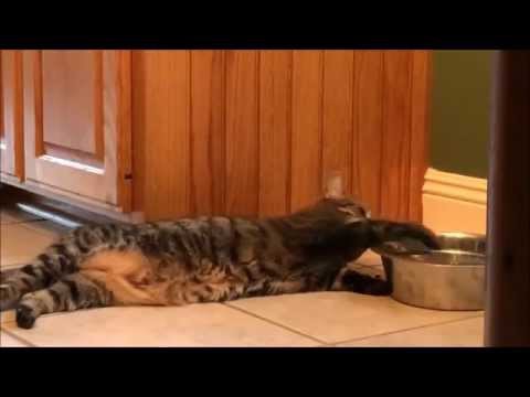 Похмелье