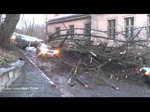 Во Львове дерево упало на машину такси