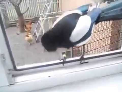 Сорока Гена