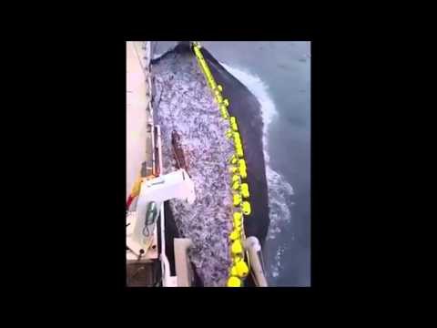 Очень успешный промысел