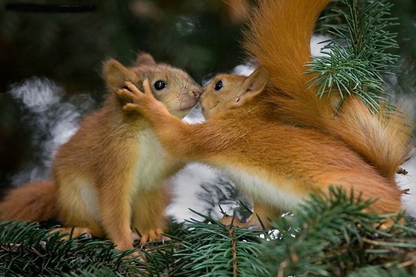Самые добрые фотографии объятий животных
