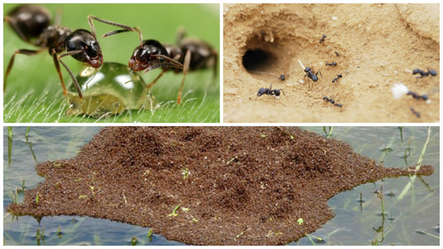 Коллективный разум муравьев просто поражает! 