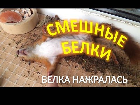 Милые белки