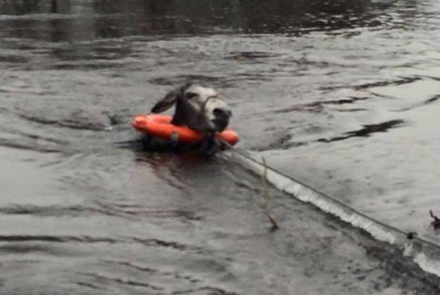 Благодарный ослик!