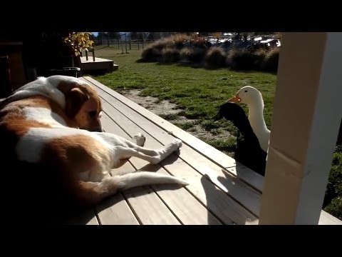 Утки пришли к псу на разборки