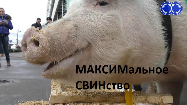 Рупор Движения. МАКСИМальное СВИНство.