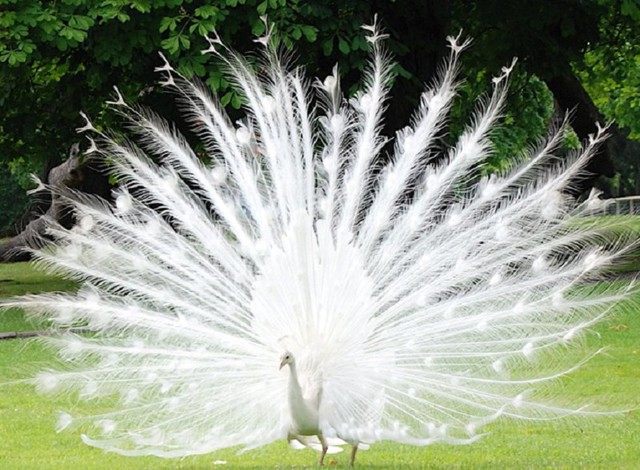 Красивые животные альбиносы