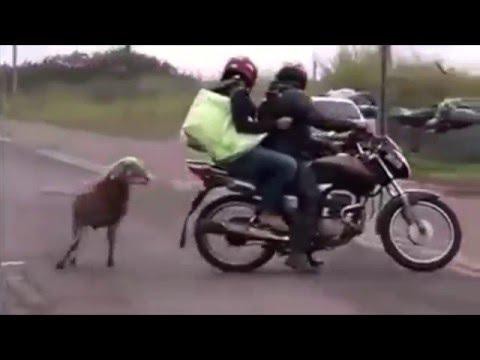 Ты чо, овца! 