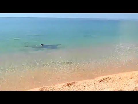 Дельфин ловит рыбу