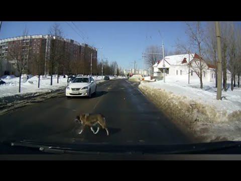 Даже собаки умнее чем ты 