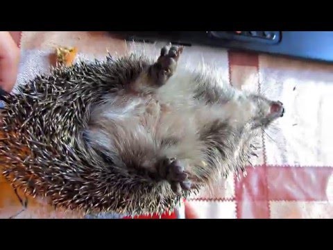 Как развернуть ежа! Мега прикол от обаятельно фыркающего ёжика