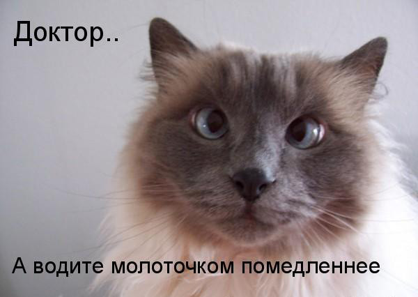 О чем думают коты? Знают только они...