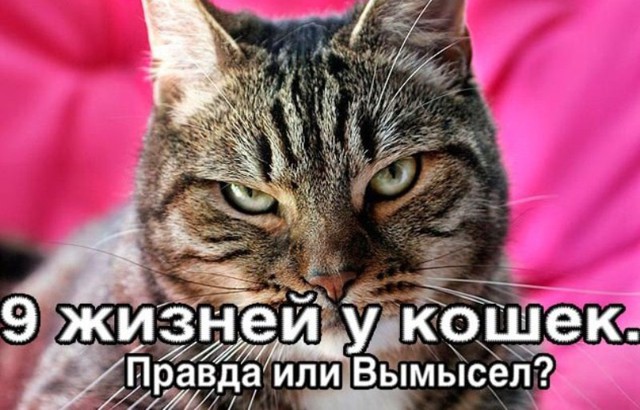 9 жизней у кошек. Правда или Вымысел? 