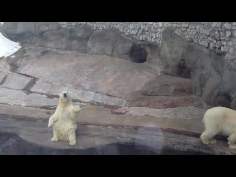 Привет Медведь!