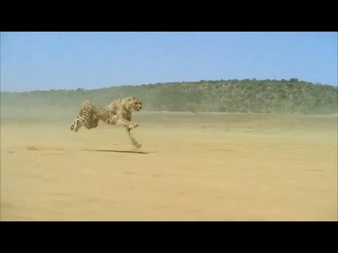 Красивый бег гепарда