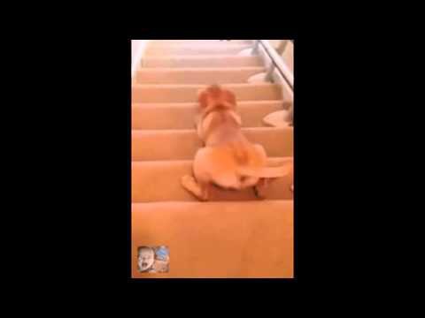 Собака жгёт. Спуск с лестницы