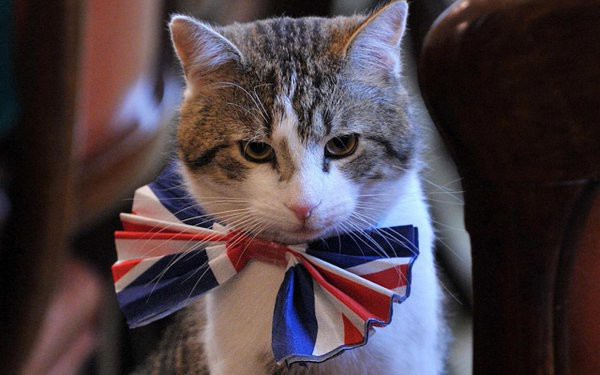 В британский МИД взяли работать кота