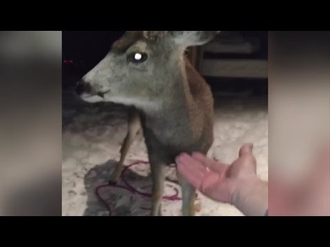 Дай лапу