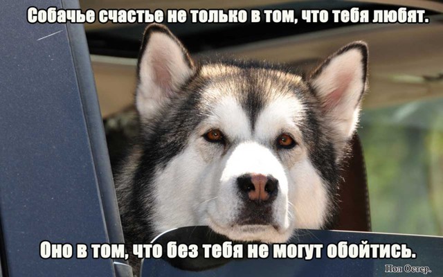 Высказывания о собаках в картинках