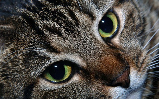 Что диагностируют и лечат кошки?