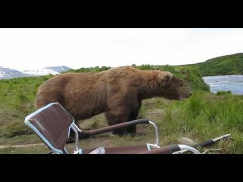  Встреча с медведем на рыбалке! Мужик счастливчик!