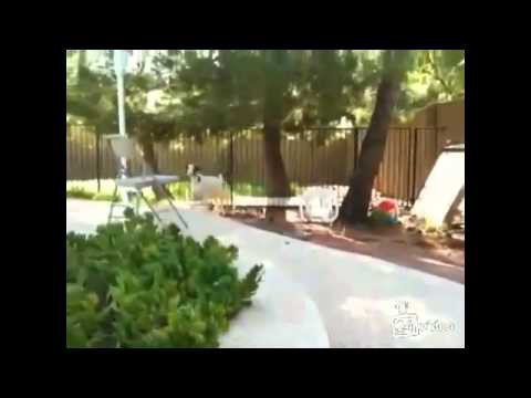 Коза паркурщица совершает побег