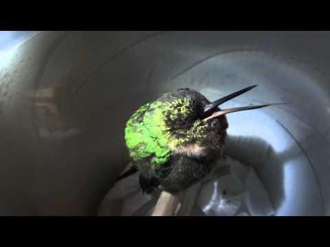 Спокойствие,только спокойствие:малютка колибри храпит после трудового дня