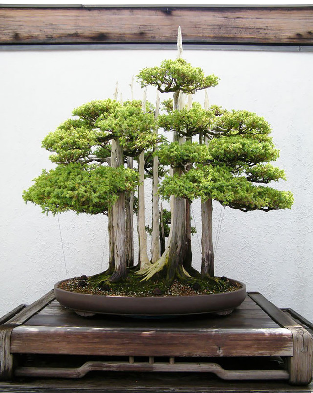 28 изумительных деревьев бонсай