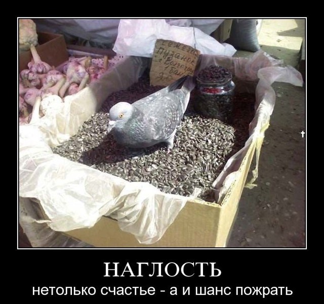 Воскресная подборка демотиваторов